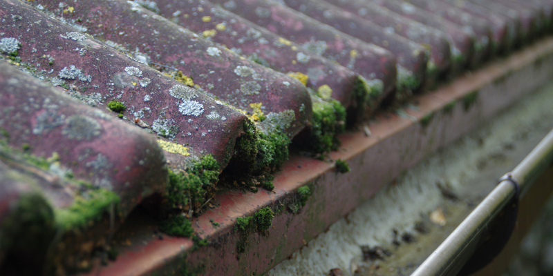 Three Reasons Why You Need Roof Cleaning Services